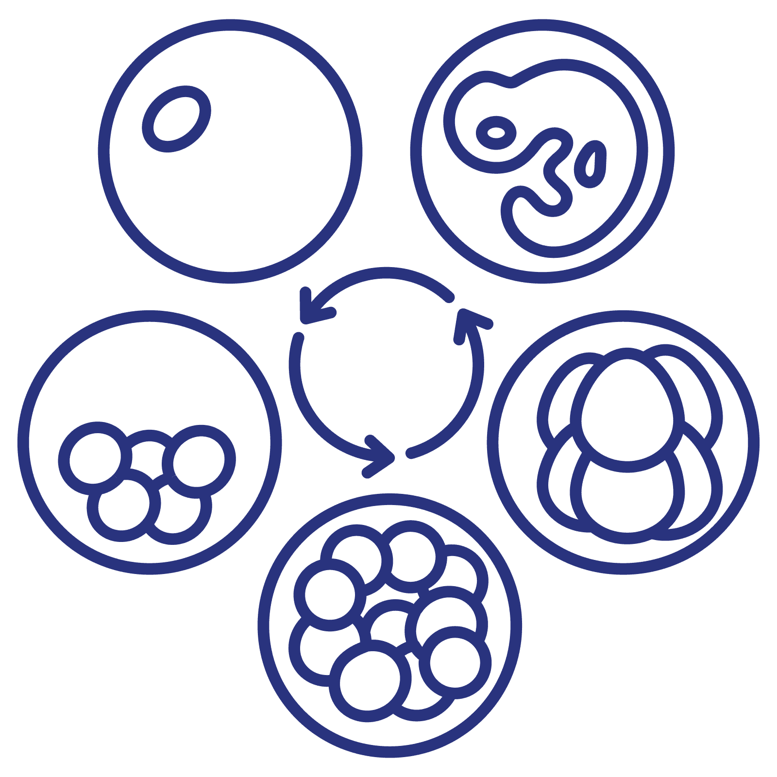 Embryologie